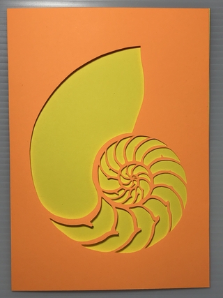Nautilus