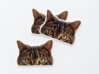 Peering-Kitteh-V2